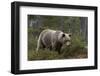 European brown bear, Ursus Arctos, Kuhmo, Finland.-Sergio Pitamitz-Framed Photographic Print