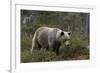 European brown bear, Ursus Arctos, Kuhmo, Finland.-Sergio Pitamitz-Framed Photographic Print