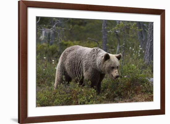 European brown bear, Ursus Arctos, Kuhmo, Finland.-Sergio Pitamitz-Framed Photographic Print