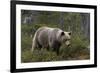 European brown bear, Ursus Arctos, Kuhmo, Finland.-Sergio Pitamitz-Framed Photographic Print