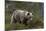 European brown bear, Ursus Arctos, Kuhmo, Finland.-Sergio Pitamitz-Mounted Photographic Print