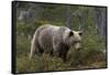 European brown bear, Ursus Arctos, Kuhmo, Finland.-Sergio Pitamitz-Framed Stretched Canvas