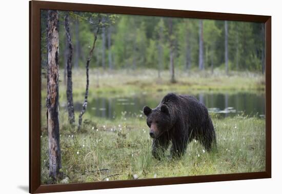 European brown bear, Ursus Arctos, Kuhmo, Finland.-Sergio Pitamitz-Framed Photographic Print