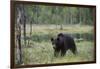 European brown bear, Ursus Arctos, Kuhmo, Finland.-Sergio Pitamitz-Framed Photographic Print