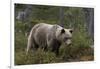 European brown bear, Ursus Arctos, Kuhmo, Finland.-Sergio Pitamitz-Framed Photographic Print