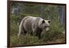 European brown bear, Ursus Arctos, Kuhmo, Finland.-Sergio Pitamitz-Framed Photographic Print