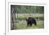 European brown bear, Ursus Arctos, Kuhmo, Finland.-Sergio Pitamitz-Framed Photographic Print