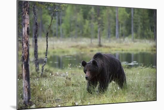 European brown bear, Ursus Arctos, Kuhmo, Finland.-Sergio Pitamitz-Mounted Photographic Print