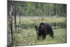 European brown bear, Ursus Arctos, Kuhmo, Finland.-Sergio Pitamitz-Mounted Photographic Print