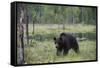 European brown bear, Ursus Arctos, Kuhmo, Finland.-Sergio Pitamitz-Framed Stretched Canvas