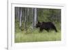 European brown bear, Ursus Arctos, Kuhmo, Finland.-Sergio Pitamitz-Framed Photographic Print