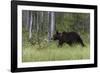 European brown bear, Ursus Arctos, Kuhmo, Finland.-Sergio Pitamitz-Framed Photographic Print