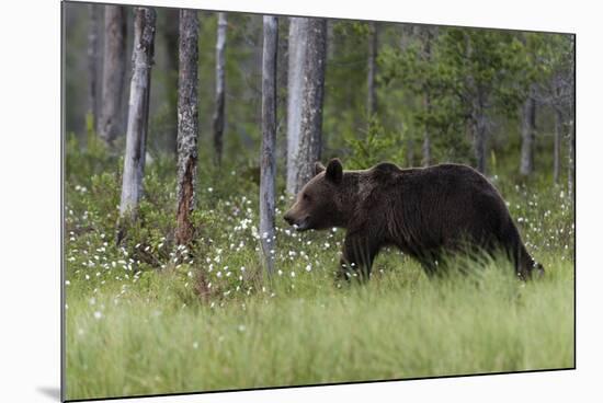 European brown bear, Ursus Arctos, Kuhmo, Finland.-Sergio Pitamitz-Mounted Photographic Print