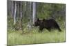 European brown bear, Ursus Arctos, Kuhmo, Finland.-Sergio Pitamitz-Mounted Photographic Print