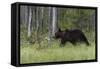 European brown bear, Ursus Arctos, Kuhmo, Finland.-Sergio Pitamitz-Framed Stretched Canvas