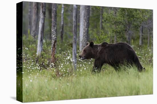 European brown bear, Ursus Arctos, Kuhmo, Finland.-Sergio Pitamitz-Stretched Canvas