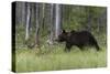 European brown bear, Ursus Arctos, Kuhmo, Finland.-Sergio Pitamitz-Stretched Canvas