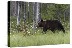 European brown bear, Ursus Arctos, Kuhmo, Finland.-Sergio Pitamitz-Stretched Canvas