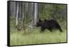 European brown bear, Ursus Arctos, Kuhmo, Finland.-Sergio Pitamitz-Framed Stretched Canvas