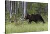 European brown bear, Ursus Arctos, Kuhmo, Finland.-Sergio Pitamitz-Stretched Canvas