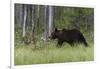 European brown bear, Ursus Arctos, Kuhmo, Finland.-Sergio Pitamitz-Framed Photographic Print