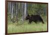 European brown bear, Ursus Arctos, Kuhmo, Finland.-Sergio Pitamitz-Framed Photographic Print