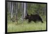 European brown bear, Ursus Arctos, Kuhmo, Finland.-Sergio Pitamitz-Framed Photographic Print