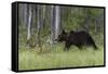 European brown bear, Ursus Arctos, Kuhmo, Finland.-Sergio Pitamitz-Framed Stretched Canvas