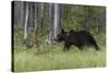 European brown bear, Ursus Arctos, Kuhmo, Finland.-Sergio Pitamitz-Stretched Canvas