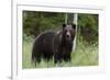 European brown bear, Ursus Arctos, Kuhmo, Finland.-Sergio Pitamitz-Framed Photographic Print