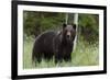 European brown bear, Ursus Arctos, Kuhmo, Finland.-Sergio Pitamitz-Framed Photographic Print