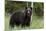 European brown bear, Ursus Arctos, Kuhmo, Finland.-Sergio Pitamitz-Mounted Photographic Print