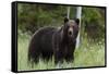 European brown bear, Ursus Arctos, Kuhmo, Finland.-Sergio Pitamitz-Framed Stretched Canvas