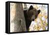 European Brown Bear (Ursus Arctos) Looking Down from Tree, Captive, Brasov, Romania-Dörr-Framed Stretched Canvas