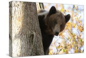 European Brown Bear (Ursus Arctos) Looking Down from Tree, Captive, Brasov, Romania-Dörr-Stretched Canvas
