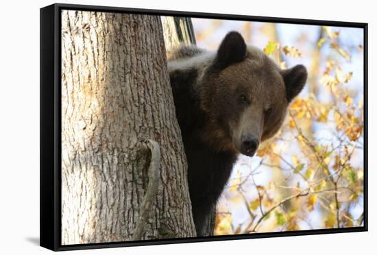 European Brown Bear (Ursus Arctos) Looking Down from Tree, Captive, Brasov, Romania-Dörr-Framed Stretched Canvas