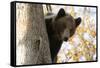 European Brown Bear (Ursus Arctos) Looking Down from Tree, Captive, Brasov, Romania-Dörr-Framed Stretched Canvas