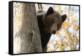 European Brown Bear (Ursus Arctos) Looking Down from Tree, Captive, Brasov, Romania-Dörr-Framed Stretched Canvas