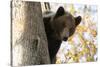 European Brown Bear (Ursus Arctos) Looking Down from Tree, Captive, Brasov, Romania-Dörr-Stretched Canvas