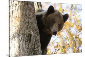 European Brown Bear (Ursus Arctos) Looking Down from Tree, Captive, Brasov, Romania-Dörr-Stretched Canvas