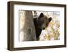 European Brown Bear (Ursus Arctos) Looking Down from Tree, Captive, Brasov, Romania-Dörr-Framed Photographic Print