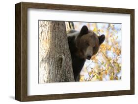 European Brown Bear (Ursus Arctos) Looking Down from Tree, Captive, Brasov, Romania-Dörr-Framed Photographic Print