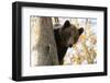 European Brown Bear (Ursus Arctos) Looking Down from Tree, Captive, Brasov, Romania-Dörr-Framed Photographic Print