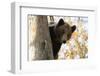 European Brown Bear (Ursus Arctos) Looking Down from Tree, Captive, Brasov, Romania-Dörr-Framed Photographic Print