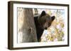 European Brown Bear (Ursus Arctos) Looking Down from Tree, Captive, Brasov, Romania-Dörr-Framed Photographic Print