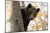 European Brown Bear (Ursus Arctos) Looking Down from Tree, Captive, Brasov, Romania-Dörr-Mounted Photographic Print
