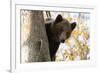 European Brown Bear (Ursus Arctos) Looking Down from Tree, Captive, Brasov, Romania-Dörr-Framed Photographic Print