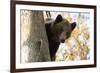 European Brown Bear (Ursus Arctos) Looking Down from Tree, Captive, Brasov, Romania-Dörr-Framed Photographic Print