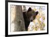 European Brown Bear (Ursus Arctos) Looking Down from Tree, Captive, Brasov, Romania-Dörr-Framed Photographic Print