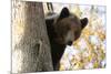 European Brown Bear (Ursus Arctos) Looking Down from Tree, Captive, Brasov, Romania-Dörr-Mounted Photographic Print